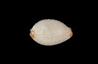 藏品(鯊皮寶螺)的圖片